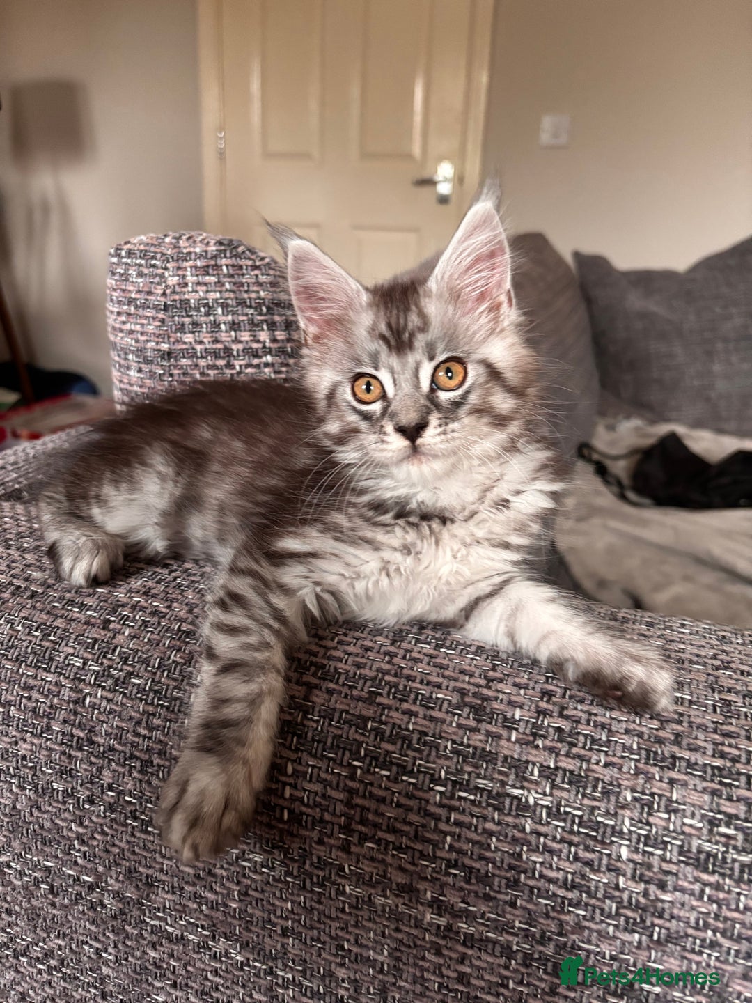 Maine Coon cats for sale: Reduced 🌟 GCCF Maine Coon Kitten 🌟 - Image 3