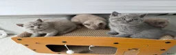 British Shorthair cats for sale: Beautiful British Shorthair blue&lilac Kittens - Advert 20