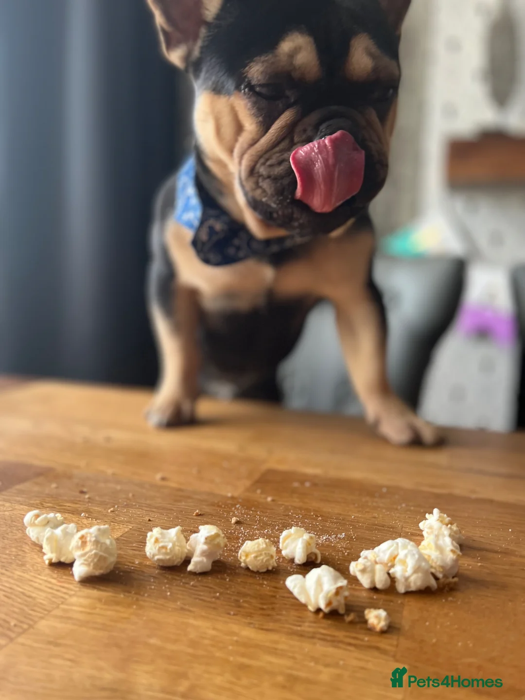French Bulldog dogs for sale: Rehoming  in Rhyl - Advert 3