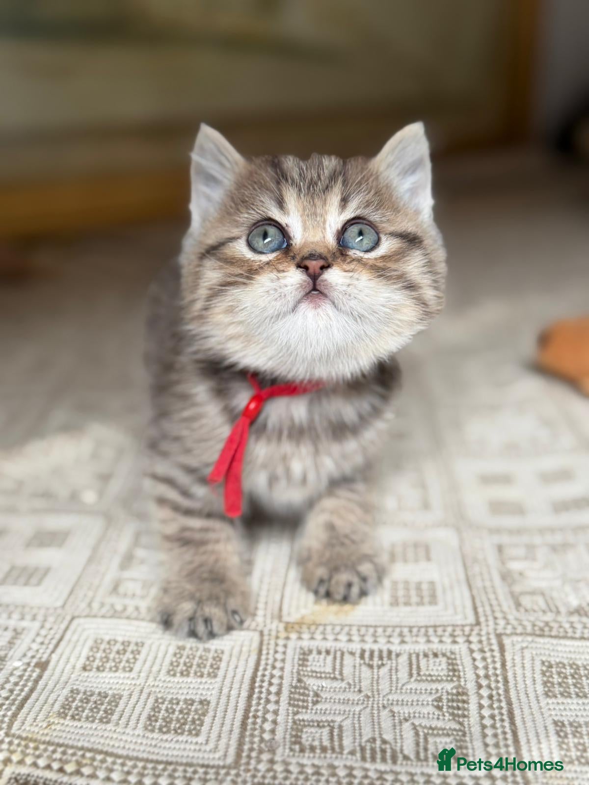 British Longhair cats BLH Adorable unique kittens TICA - Advert 14