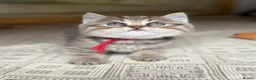 British Longhair cats for sale: TICA British Longhair Golden Girls – Ready Now - Advert 18