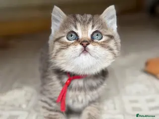 British Longhair cats BLH Adorable unique kittens TICA - Advert 14