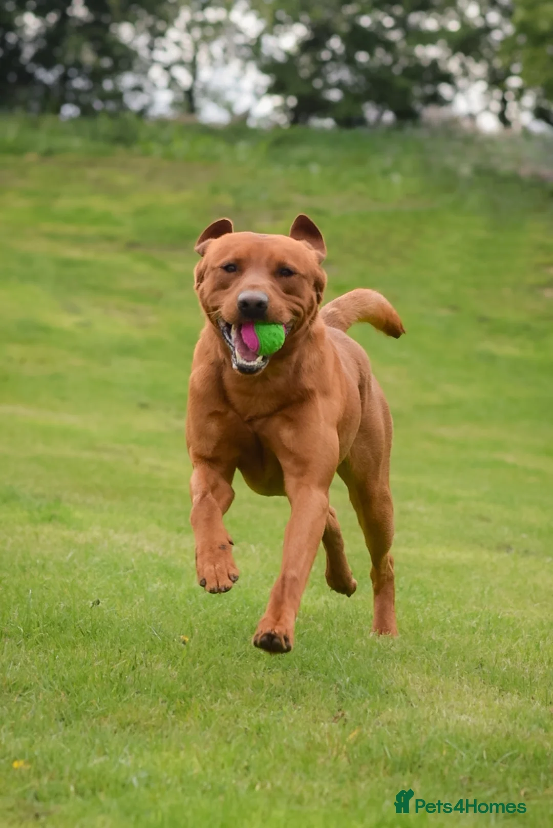 Labrador Retriever dogs for sale: Fox red stud dog available for breeding services - Advert 14