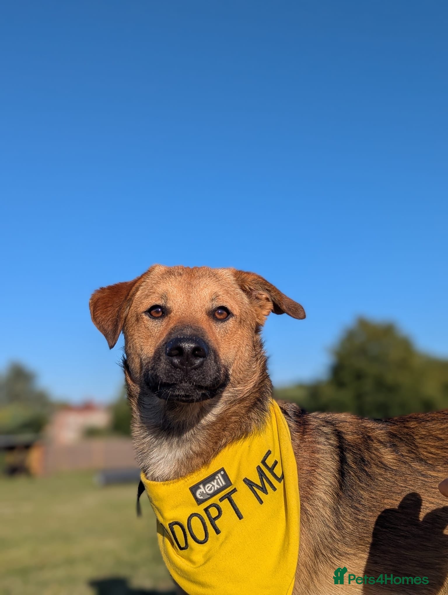 Mixed Breed dogs Marius is looking for his forever home 💙  - Advert 1