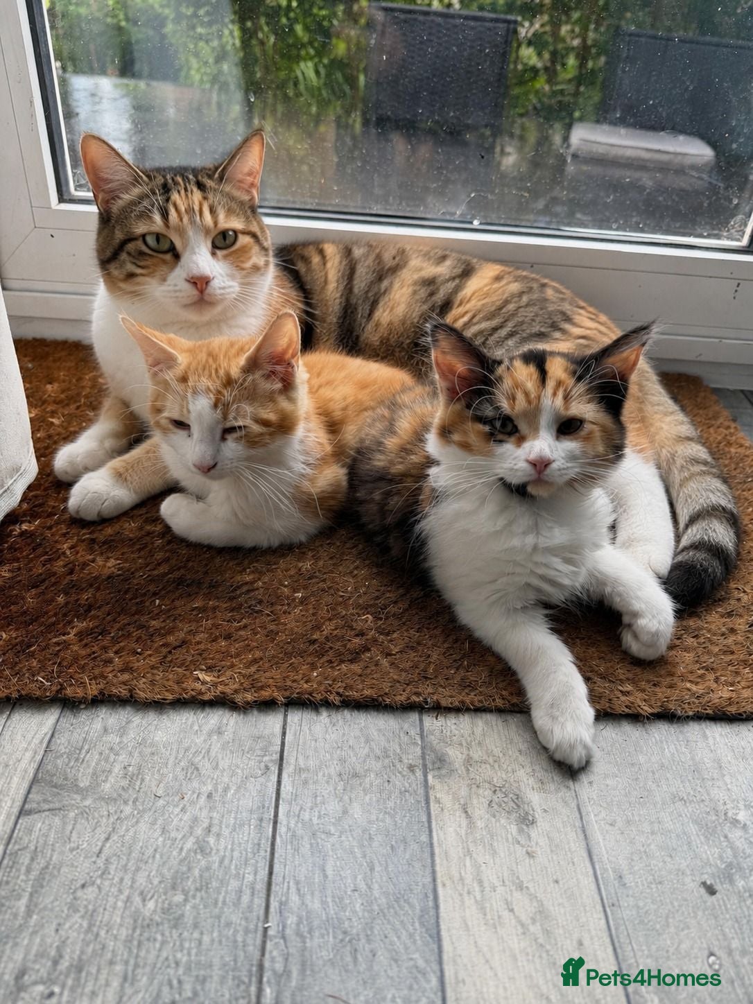 Mixed Breed cats 2 Beautiful Kittens for sale - Advert 1