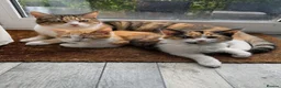 Mixed Breed cats for sale: 2 Beautiful Kittens for sale - Advert 1