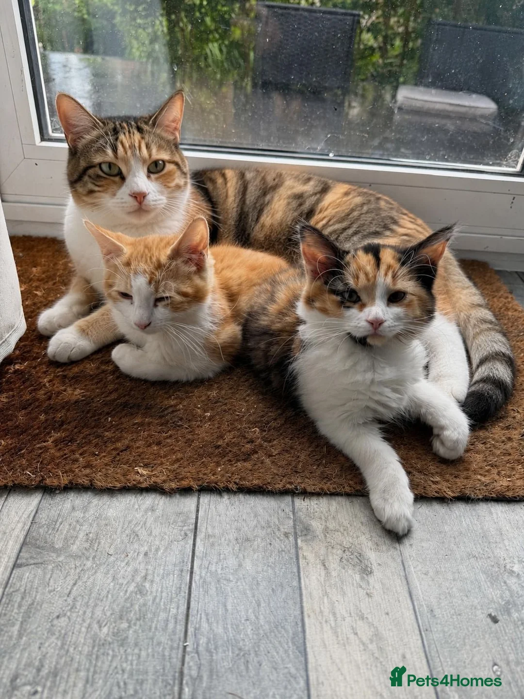 Mixed Breed cats for sale: 2 Beautiful Kittens for sale - Advert 1