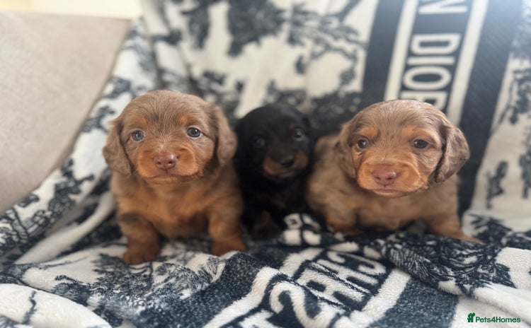 Miniature Dachshund dogs - Advert 4