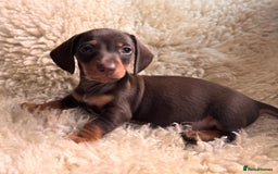 Miniature Dachshund dogs for sale: BEAUTIFUL MINI DACHSHUND PUPPIES  - Image 4