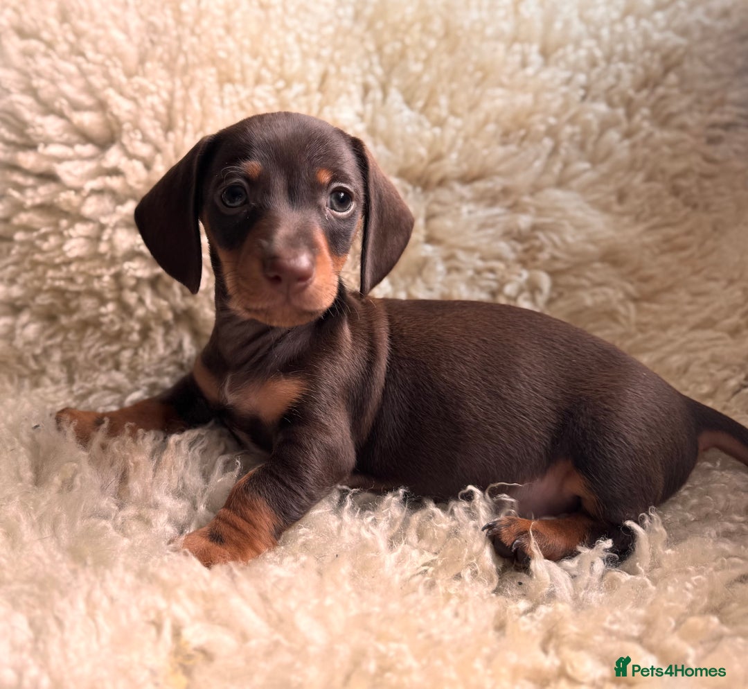 Miniature Dachshund dogs for sale: BEAUTIFUL MINI DACHSHUND PUPPIES  - Image 4