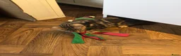 Bengal cats for sale: Beautiful Bengal kitten in Whitchurch - Advert 5