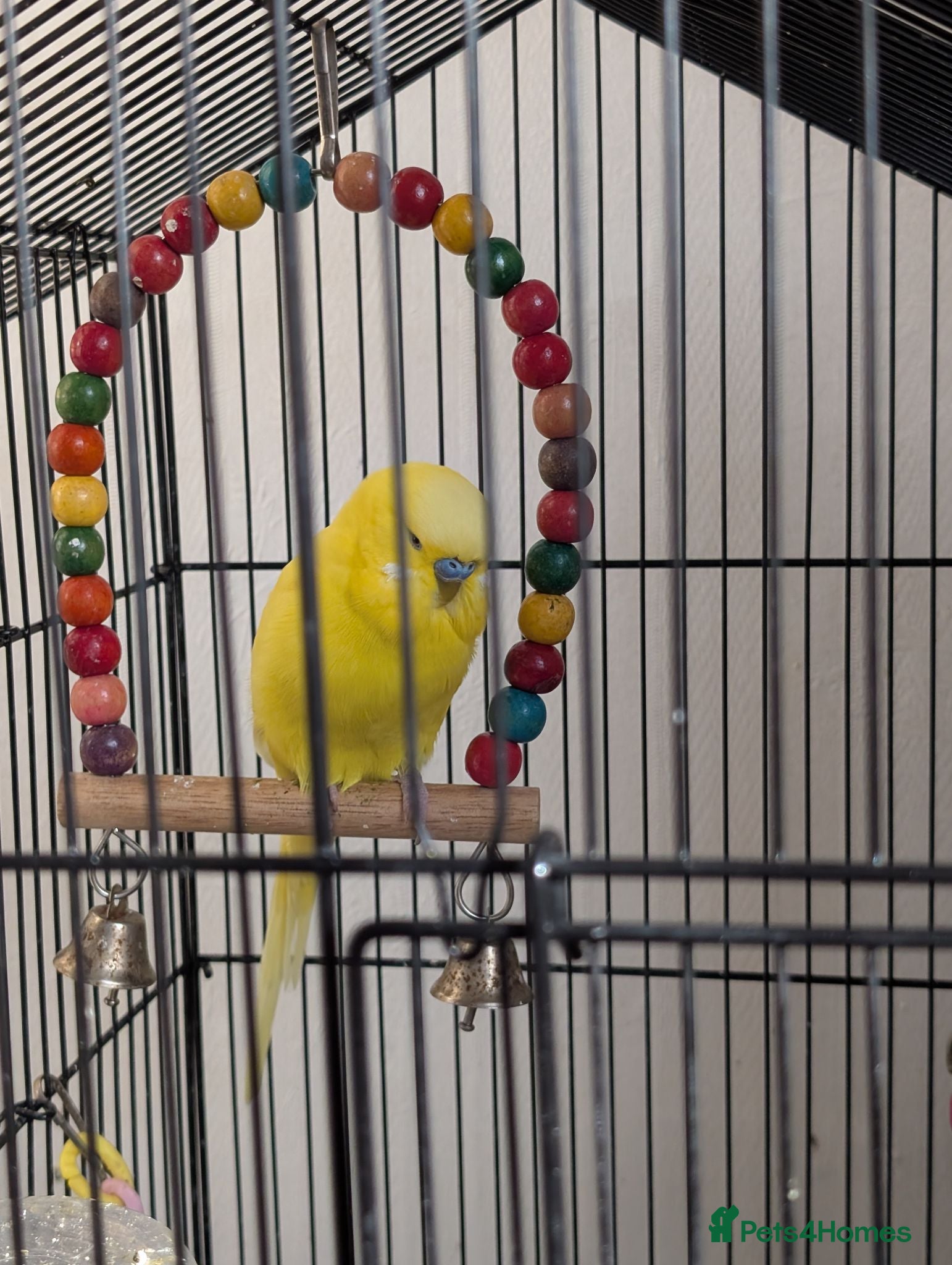 Budgerigars birds Beautiful Budgies Seeking Their Forever Home - Advert 2