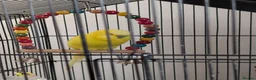 Budgerigars birds for sale: 2 Beautiful Budgies with Cage & Toys - Advert 2