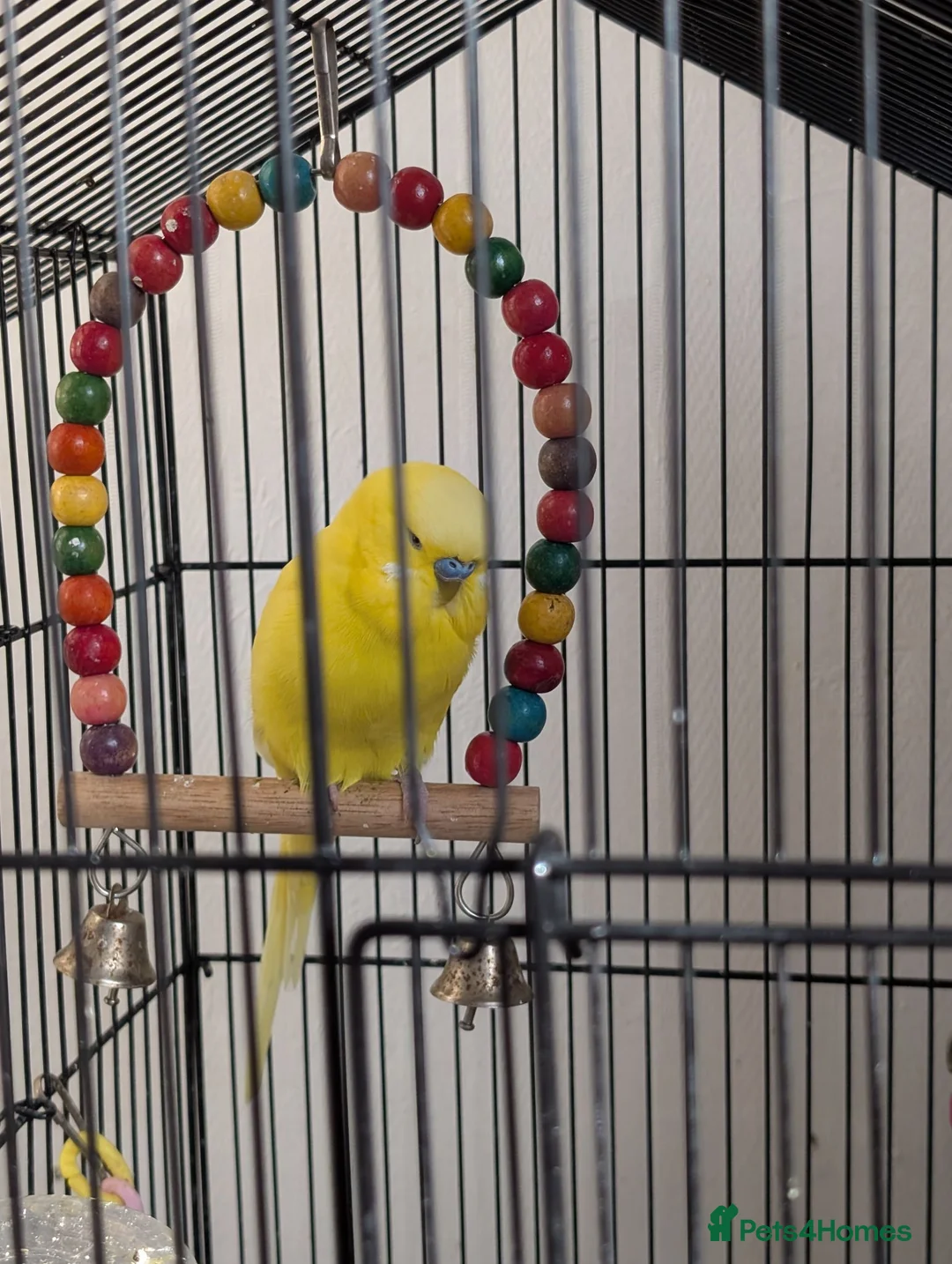 Budgerigars birds for sale: 2 Beautiful Budgies with Cage & Toys - Advert 2