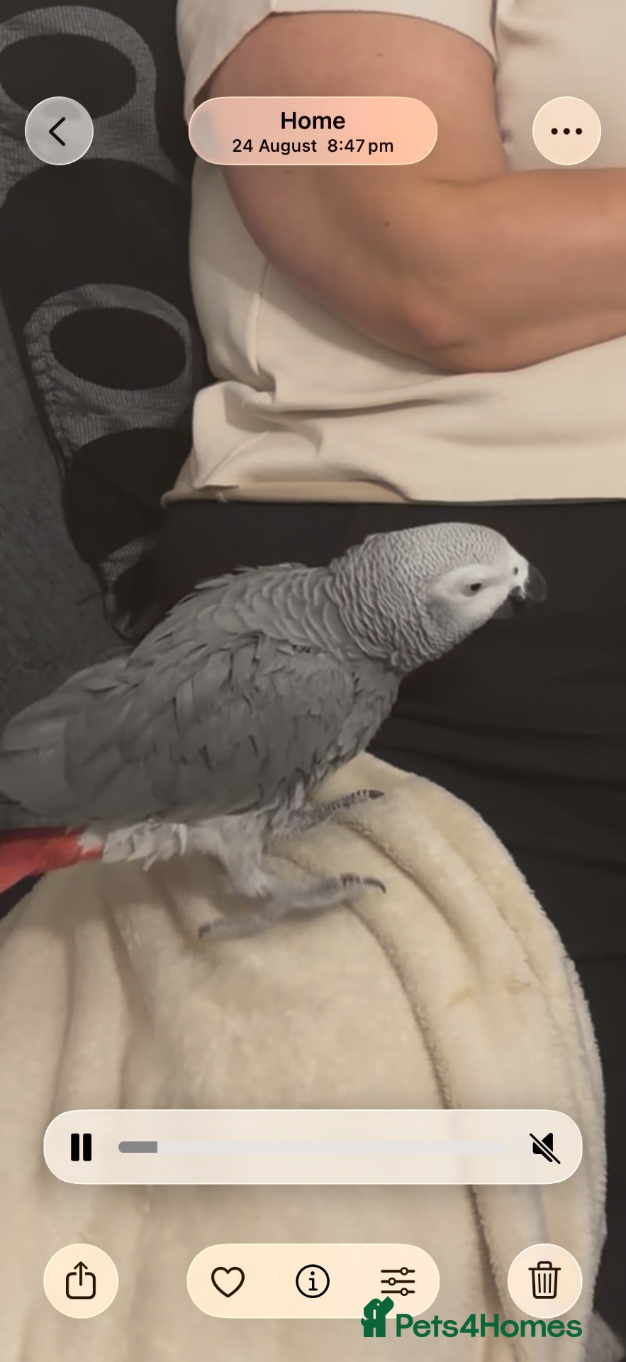 Parrots birds African grey parrot - Advert 1