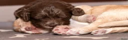 Cockapoo dogs for sale: Stunning F2 Cockapoo Puppies  in Saltburn-by-the-Sea - Advert 30