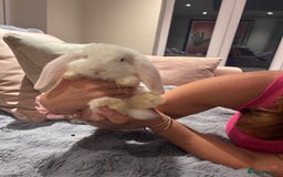French Lop rabbits for sale: Pure bred French lop bunnies - Image 20