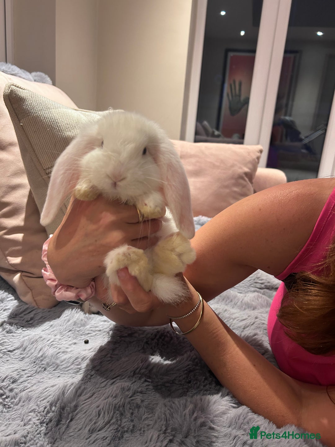 French Lop rabbits for sale: Pure bred French lop bunnies - Image 20