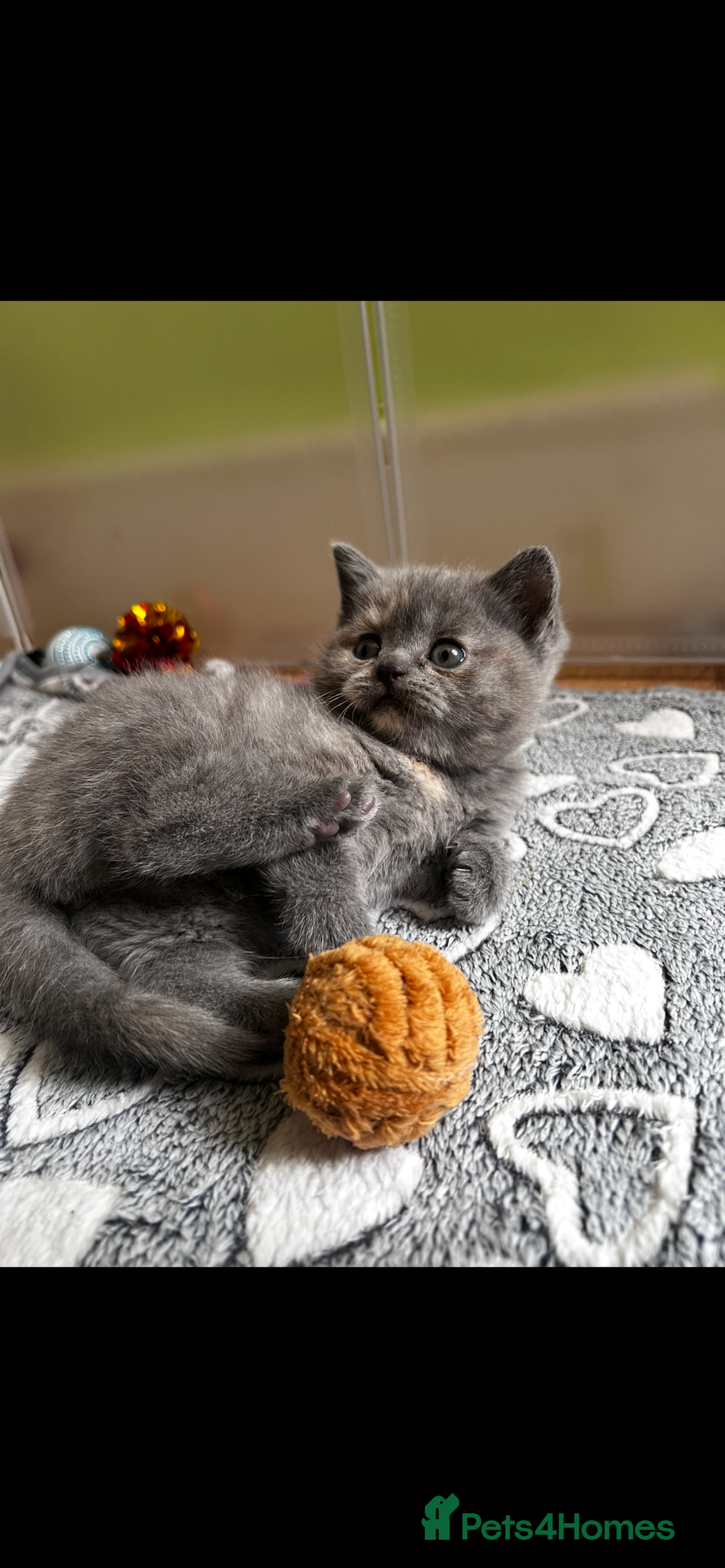 Scottish Fold cats for sale: Last kitten left! Straight ears 😍 - Image 6
