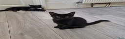 Domestic Shorthair cats for sale: Black and Tuxedo Kittens in London - Advert 8