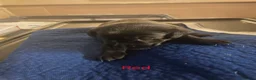 Labrador Retriever dogs for sale: Black Labrador puppies ready for homes Sunday 25th - Advert 14