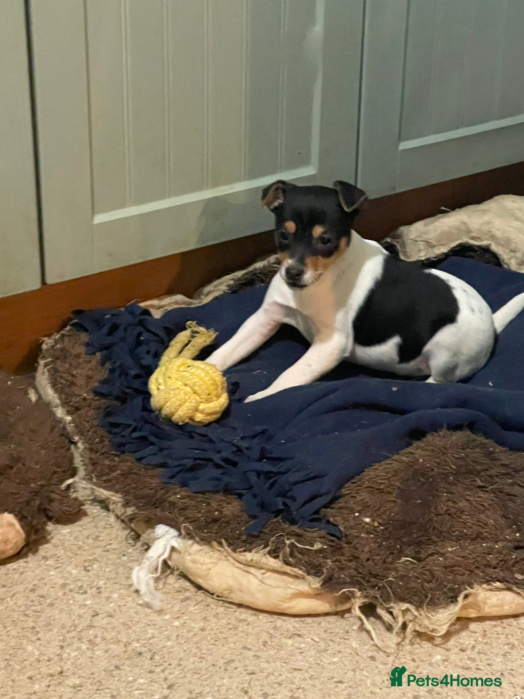 Jack Russell dogs for sale: Tri-coloured Jack Russell pups for sale  - Advert 3