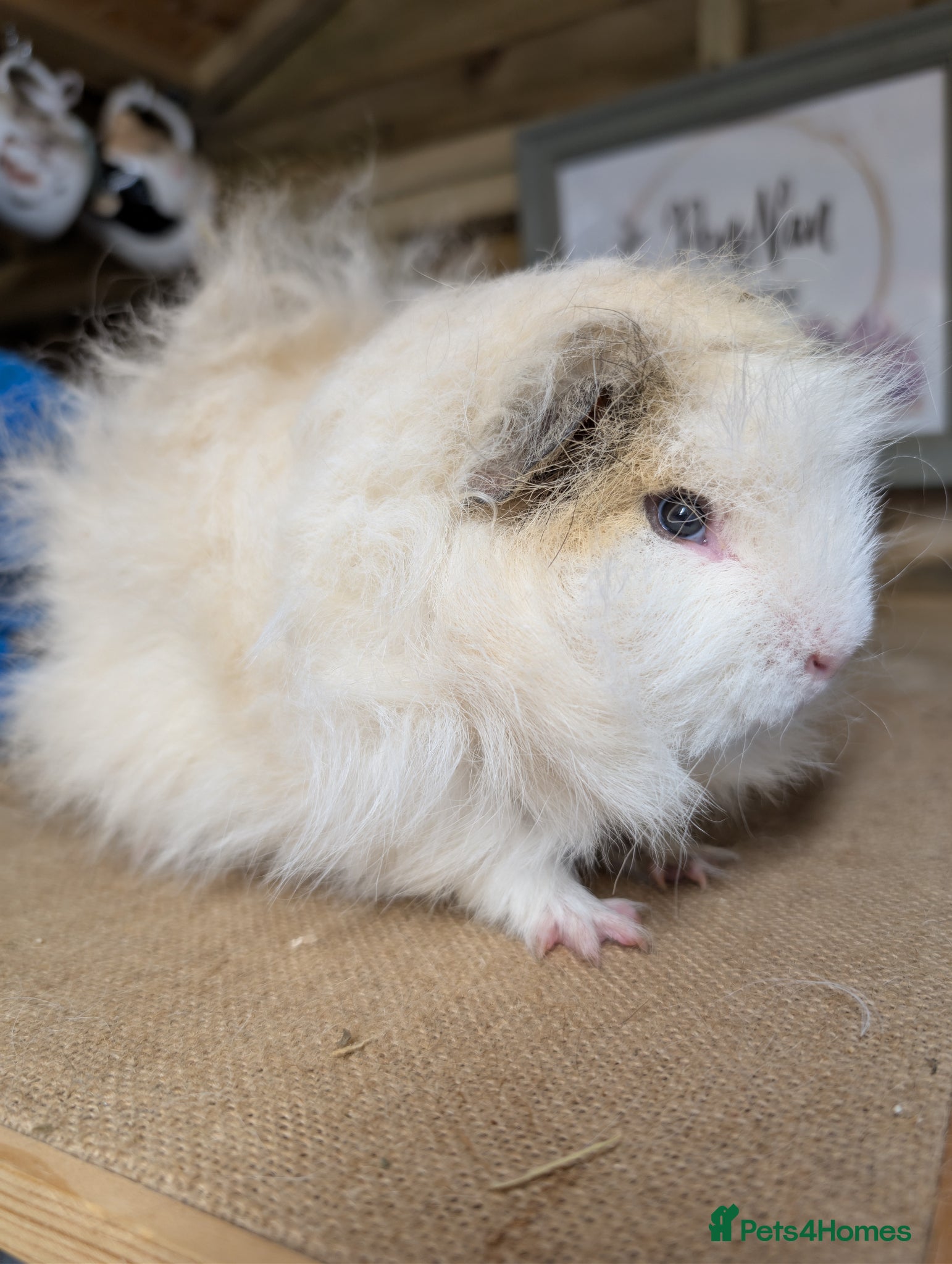 Guinea Pig rodents for sale: Proven Swiss Boar  - Advert 1