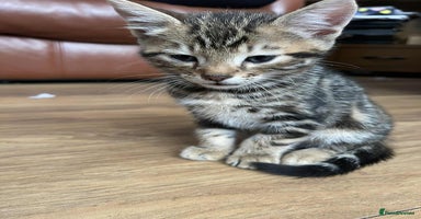 Mixed Breed cats - Advert 11