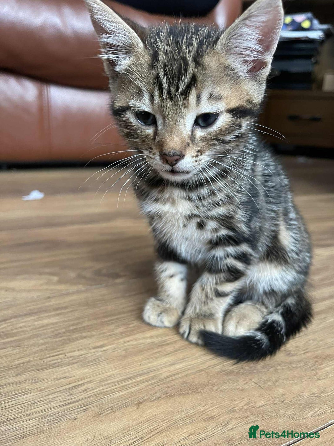 Mixed Breed cats for sale: Beautiful kittens ready for loving home - Image 2