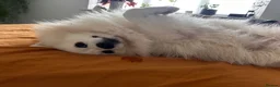 Japanese Spitz dogs for stud: Carlos of Bramley Cottage  in ELY - Advert 5