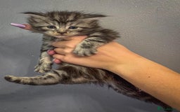Maine Coon cats for sale: Full breed Mainecoon kittens ready 29th September  - Image 15