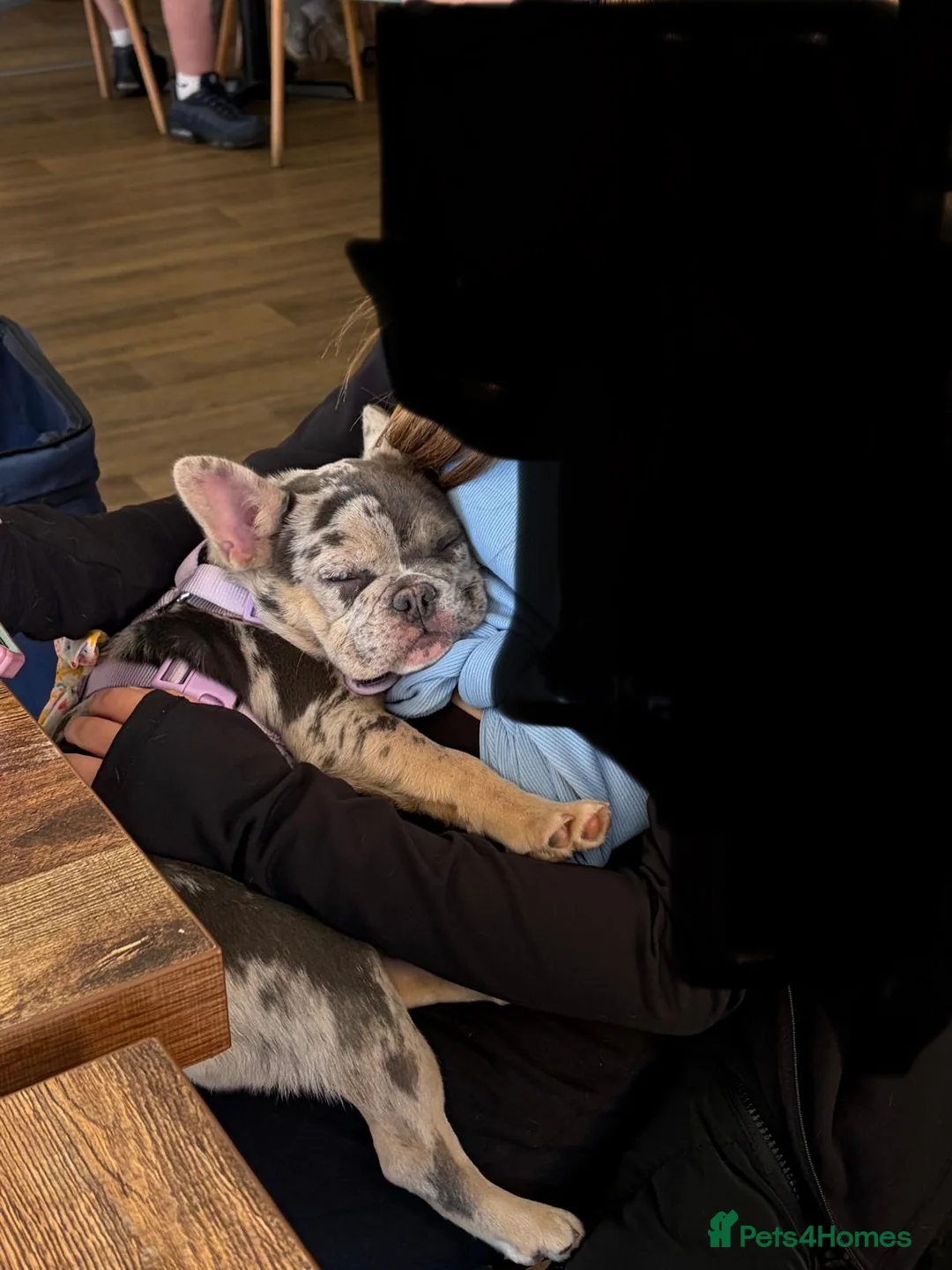 French Bulldog dogs for sale: French bulldog merl girl  in Retford - Advert 2
