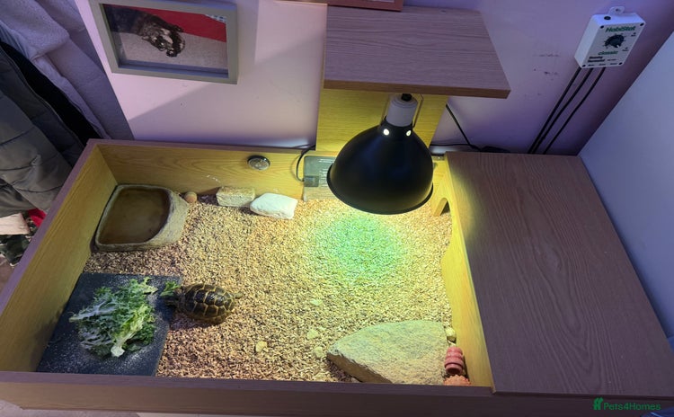 Tortoise reptiles Male spur thighed tortoise - Advert 1