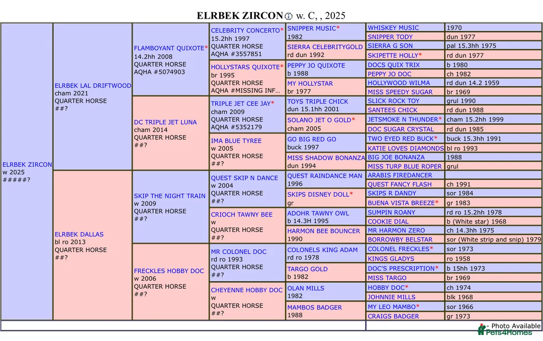 American Quarter horses for sale: Striking Colt foal - Advert 4