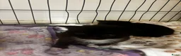 Domestic Shorthair cats for sale: Adorable kittens for sale in Newhaven - Advert 2