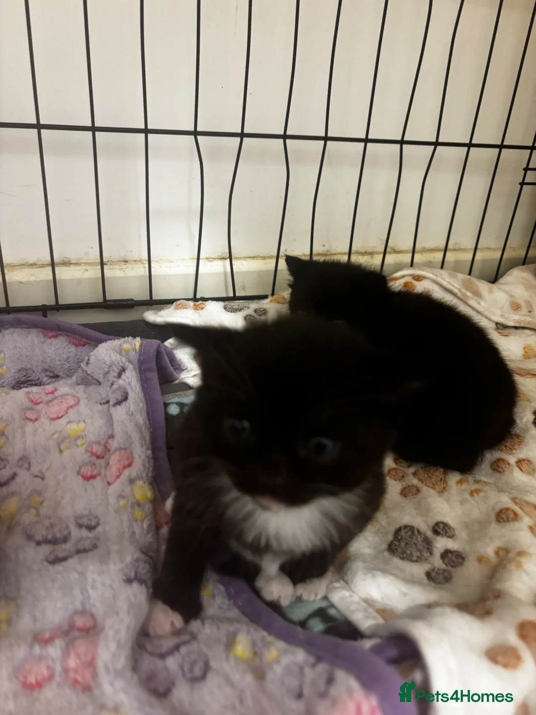 Domestic Shorthair cats for sale: Adorable kittens for sale in Newhaven - Advert 2