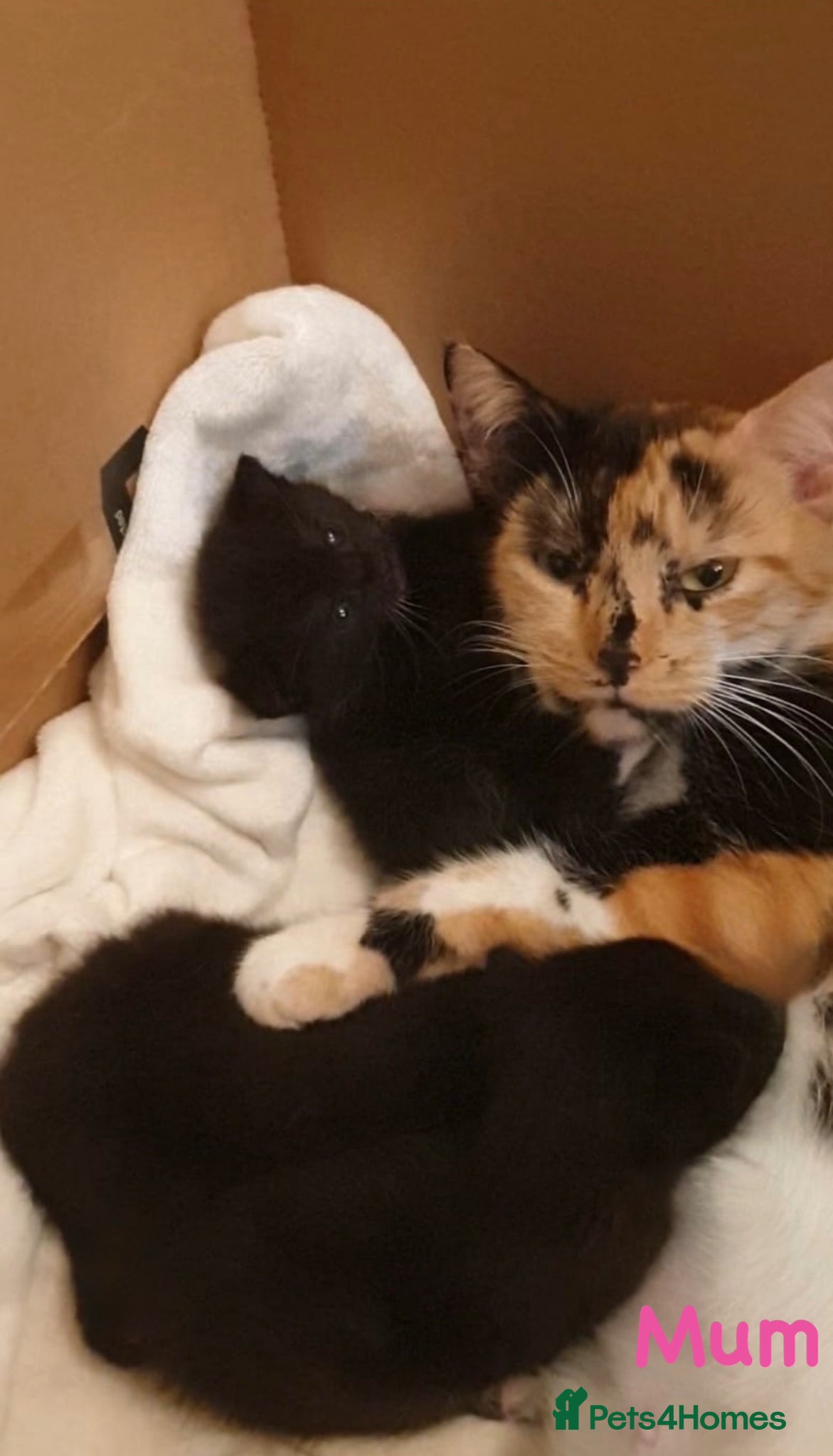 Mixed Breed cats 🐾❤️ Ragdoll X Shorthair Kittens ❤️🐾 - Advert 2