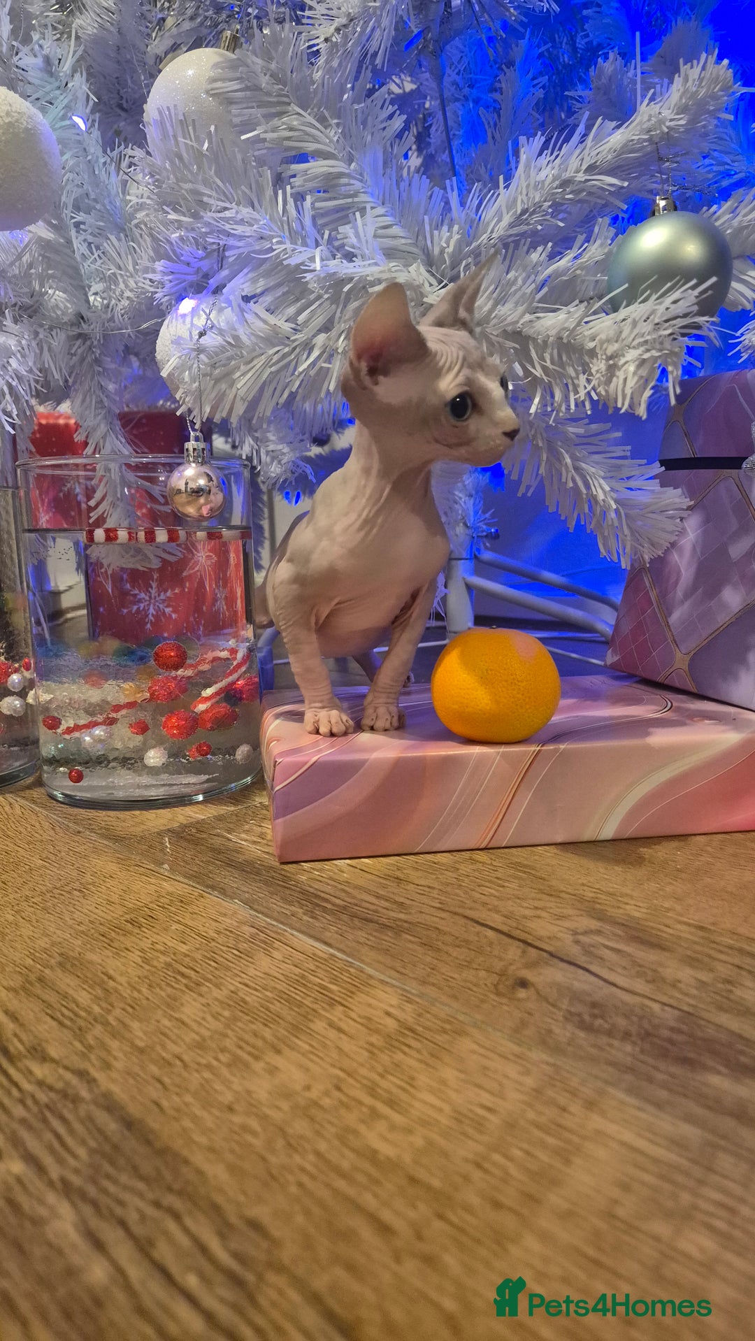 Sphynx cats for sale: Exclusive Sphynx Kittens Looking for Forever Homes - Advert 7