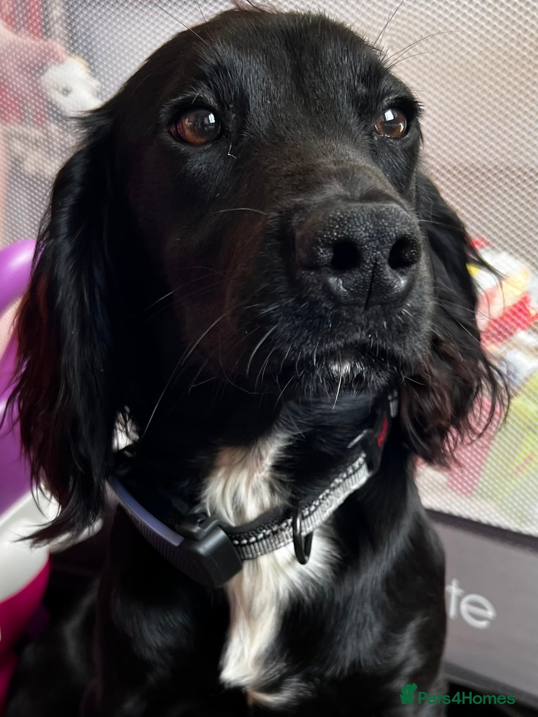 Cocker Spaniel dogs for sale: KC working cocker spaniel intact male - Advert 4