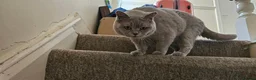 British Shorthair cats for sale: Active mom SALE - Advert 6