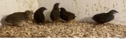 Finches birds for sale: Zebra finch, Chinese painted quail and star finch - Advert 10