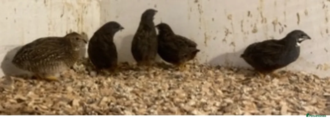 Finches birds for sale: Zebra finch, Chinese painted quail and star finch - Advert 10