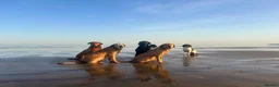 Labrador Retriever dogs for sale: KC Registered pups for sale in Rye - Advert 6