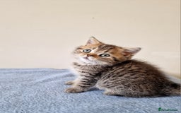 British Shorthair cats for sale: 3 beautiful british shorthair kittens 🥰 - Image 22