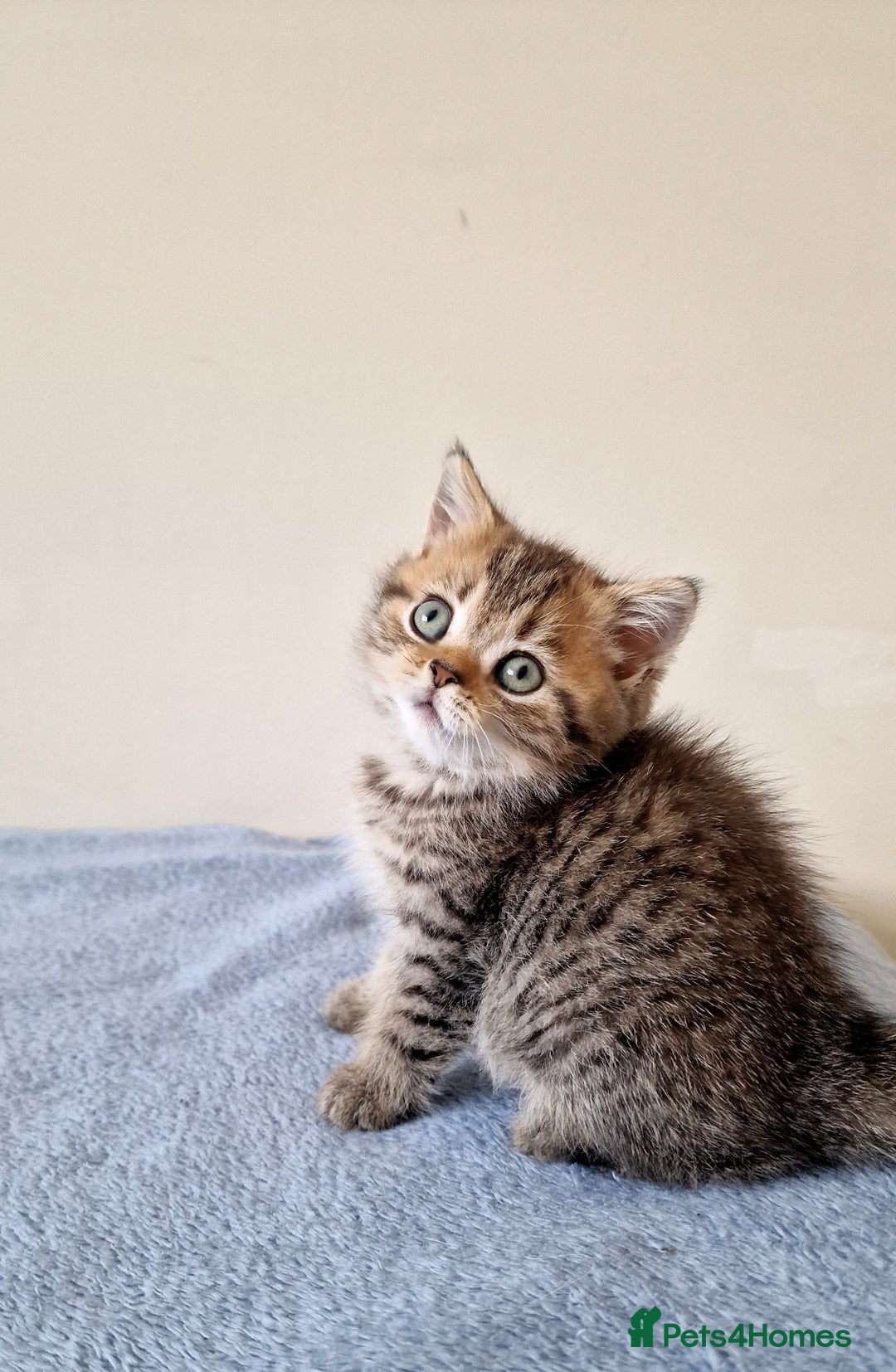 British Shorthair cats for sale: 3 beautiful british shorthair kittens 🥰 - Image 22