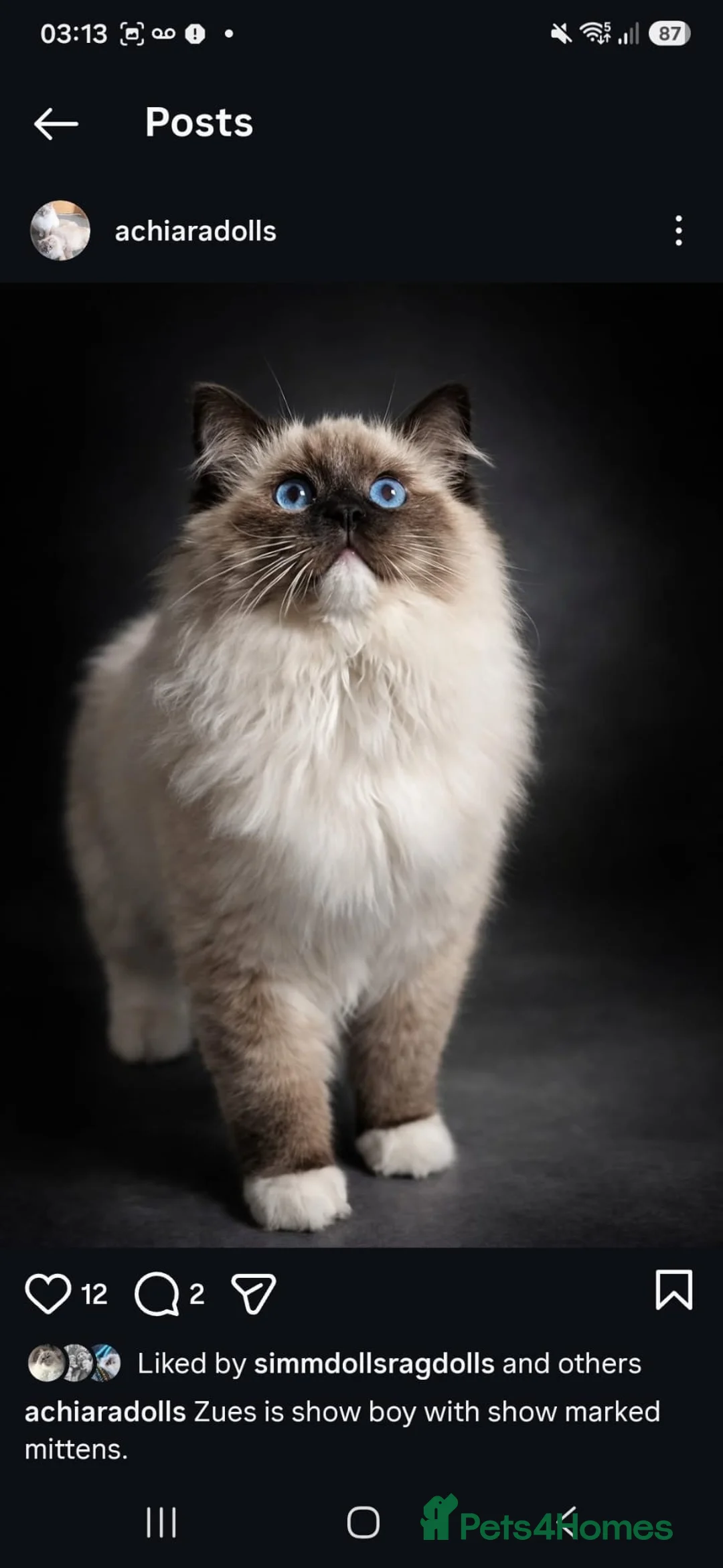 Ragdoll cats for sale: Majestic boy ❤️ - Advert 1