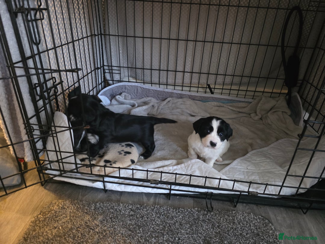 Mixed Breed dogs for sale: Mixed breed puppys - Advert 4