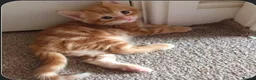 Mixed Breed cats for sale: Beautiful kitten  - Advert 4
