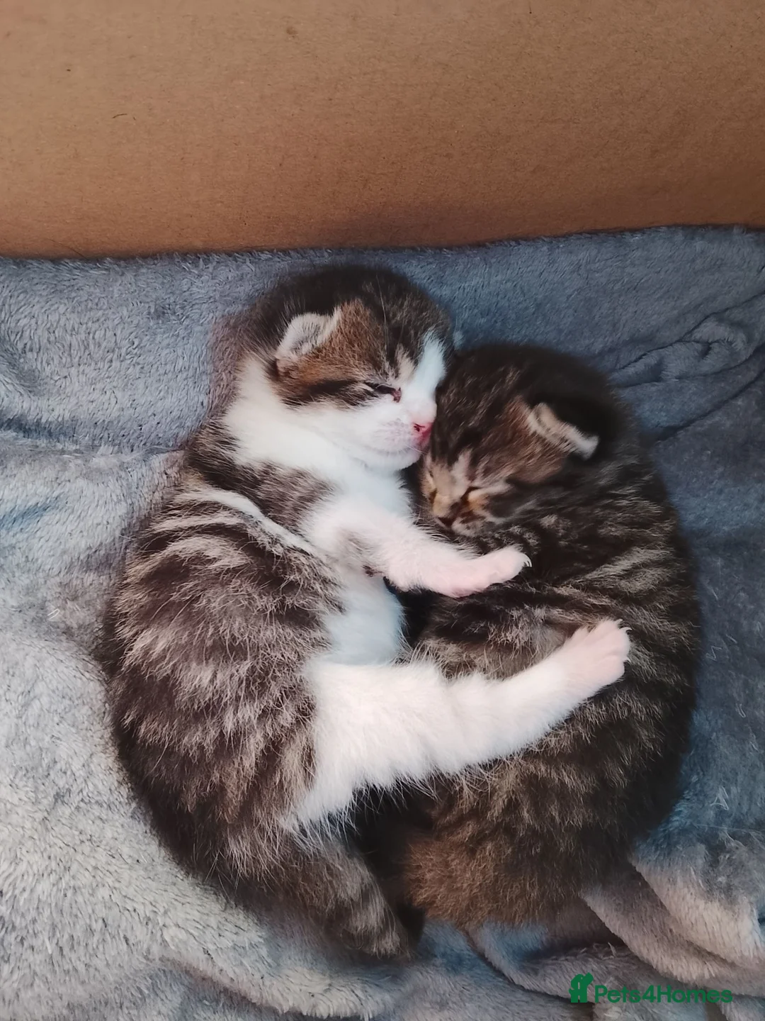 Mixed Breed cats for sale:  Beautiful Pair of Tabby Kittens - Advert 1