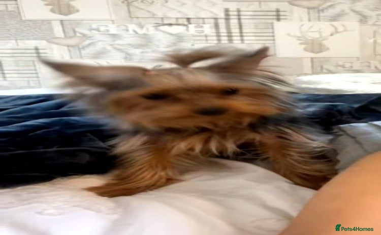 Yorkshire Terrier dogs Girl Yorkshire terrier  - Advert 10